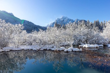 Zelenci springs at Kranjska Gora Slovenia