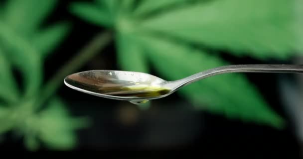 CBD hemp oil dropping on spoon — Stockvideo