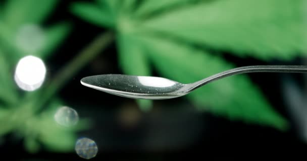 CBD hemp oil dropping on spoon — Stockvideo