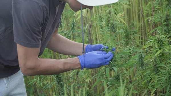 Close up video of a professional male researcher working in a hemp field, checking plants and doing a quality control with medicinal gloves — Stock Photo, Image