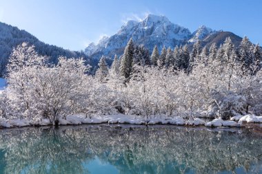 Zelenci springs at Kranjska Gora Slovenia
