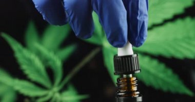 Scientist hand examining CBD hemp oil