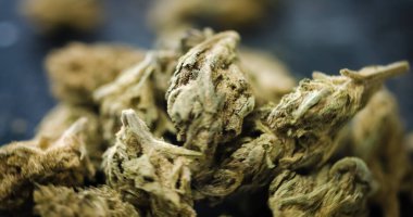 Siyah arkaplanda esrar tomurcukları