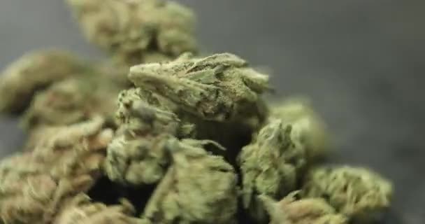 Brotes de cannabis girando en círculo — Vídeos de Stock