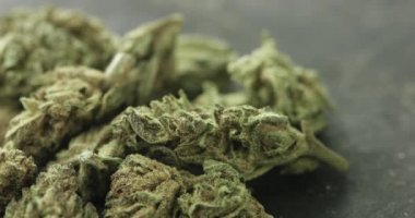 Pan movement of cannabis buds with copy space