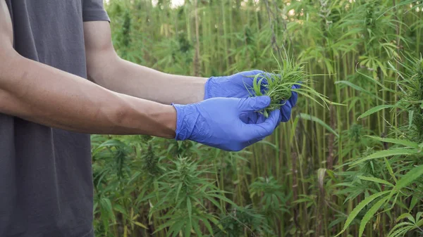 Primer plano de vídeo de un investigador profesional masculino que trabaja en un campo de cáñamo, comprobar las plantas y hacer un control de calidad con guantes medicinales — Foto de Stock
