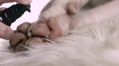 Spraying on dog paws