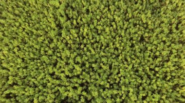 Aerial slow top view of a beautiful marijuana CBD hemp field. cannabis used in medicine