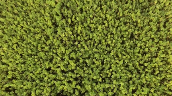 Aerial slow top view of a beautiful marijuana CBD hemp field. cannabis used in medicine — Stock Photo, Image