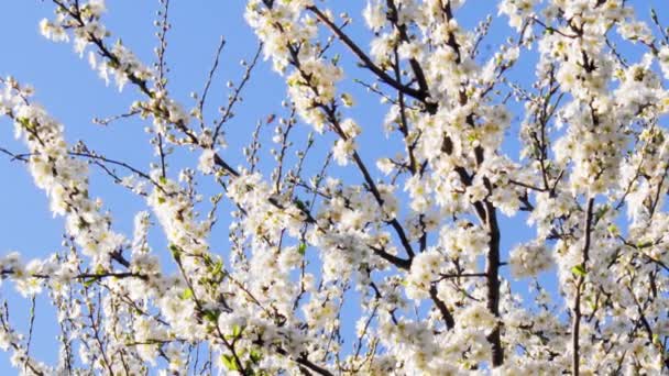 Las abejas vuelan al árbol floreciente — Vídeo de stock