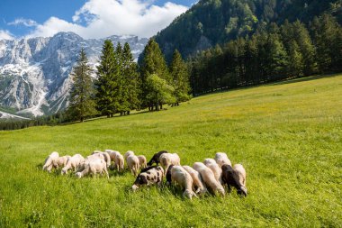 Jezersko, Slovenya dağ vadisi