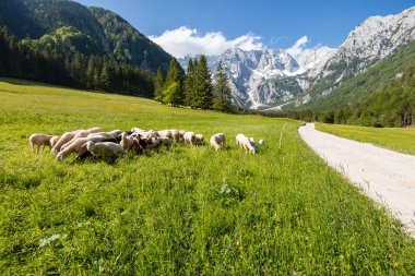 Otlakta otlayan koyunlar