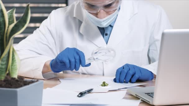 Científico examinando brotes de cannabis — Vídeos de Stock