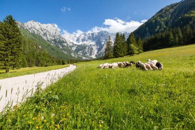 Otlakta otlayan koyunlar