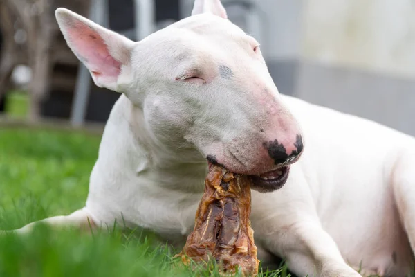 Biały terrier jedzący mięso — Zdjęcie stockowe