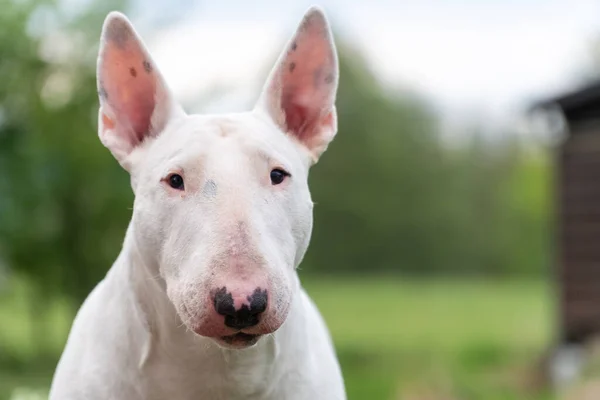 白い牛のテリア犬の肖像画 — ストック写真