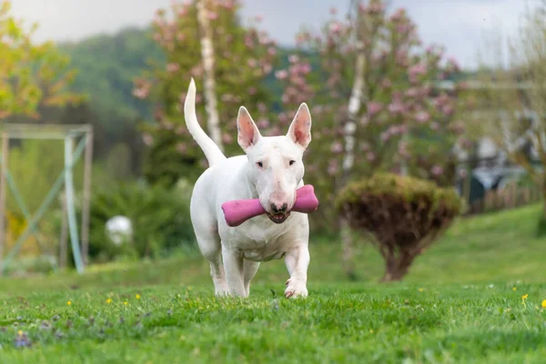Potret anjing terrier banteng putih — Stok Foto