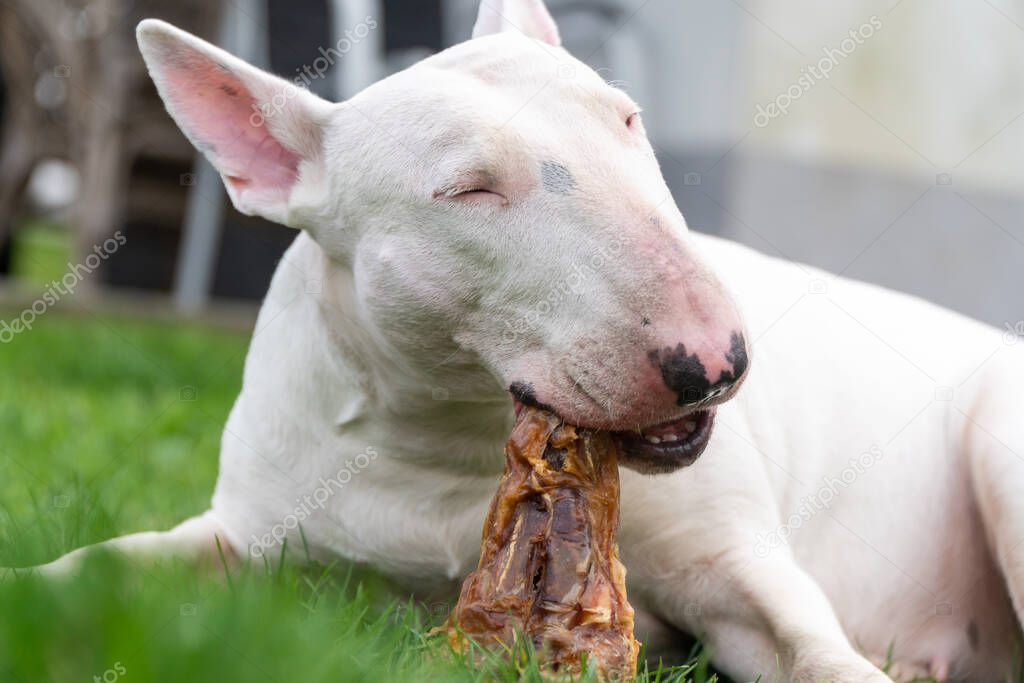 White bull terrier eating meat