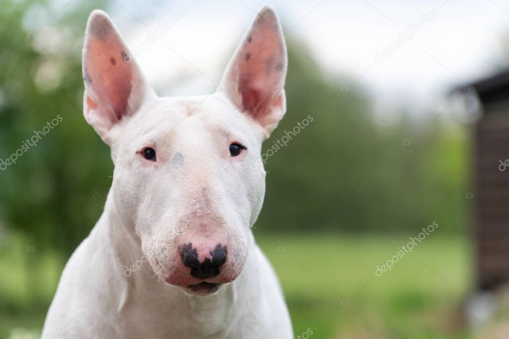 white bull terrier dog portrait