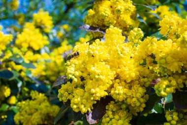 Çiçekteki bal arısı