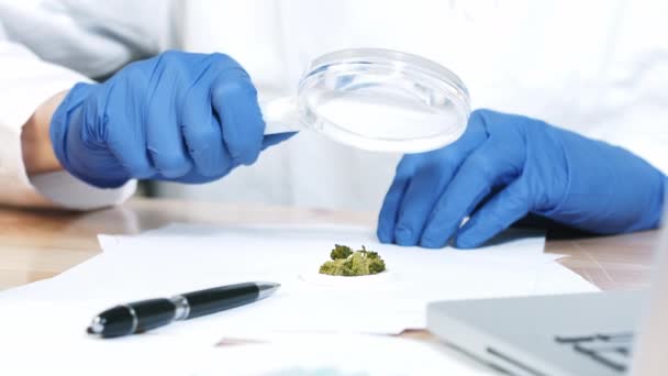 Scientifique examinant les bourgeons de cannabis — Video