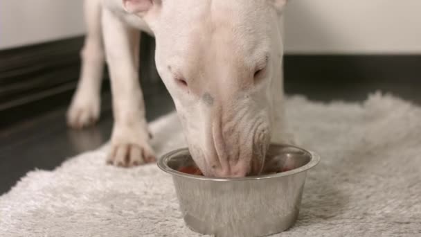 Jedzenie psa z miski — Wideo stockowe
