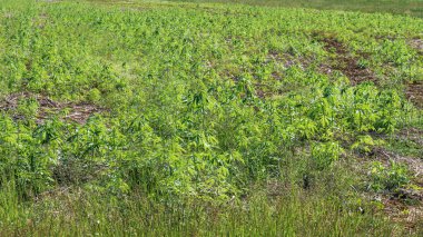 Genç kenevir bitkileri tarlada