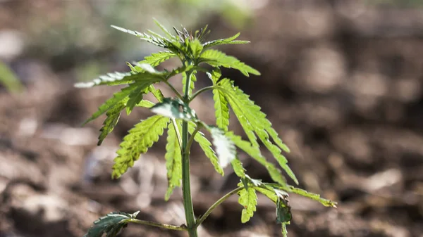 Jovens plantas de cannabis no campo — Fotografia de Stock