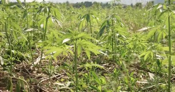 Junge Cannabispflanzen auf Feld — Stockvideo