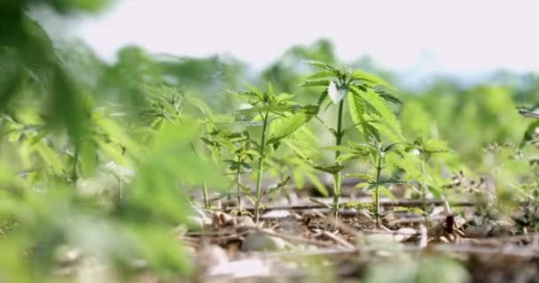 Plantas jóvenes de cannabis en el campo — Vídeos de Stock