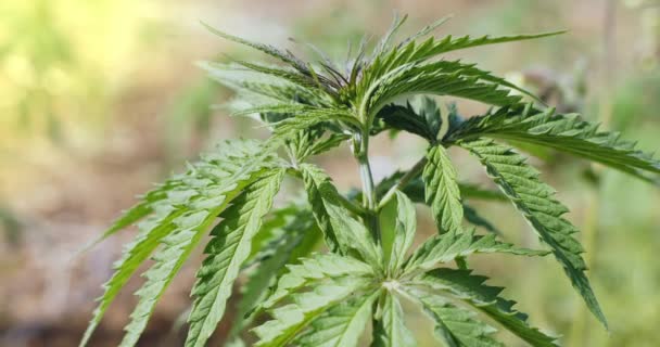 Jeunes plants de cannabis sur le terrain — Video