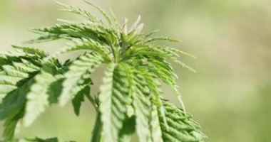 Genç kenevir bitkileri tarlada