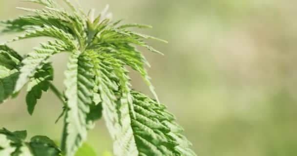 Jovens plantas de cannabis no campo — Vídeo de Stock