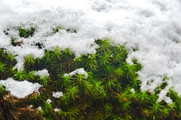 Plantas Que Crescem Apesar Neve Bernkastel Alemanha — Fotografia de Stock