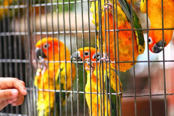 Colorful little parrots in a bird cage
