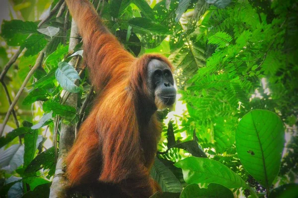 Sumatra Orangutan Encontrado Floresta Bukit Lawang Sumatra Norte Indonésia — Fotografia de Stock