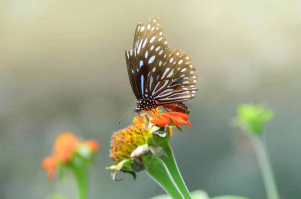 Měkká Zasněný Obrázek Motýla Květ — Stock fotografie