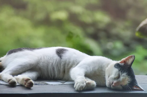 睡在木制桌子上的猫 — 图库照片