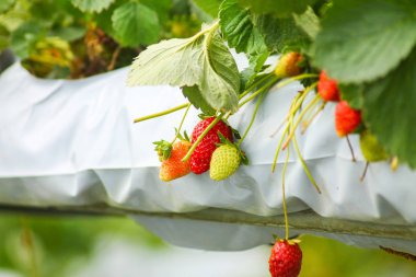 Çilek Çilek çiftliğinde yaz hasat için hazır 