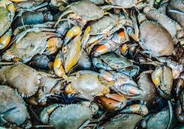 Markette taze yengeci kapatın.