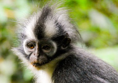 Thomas leaf monkey or Presbytis thomasi, a species of monkey endemic only in the Sumatran rainforest in Indonesia clipart