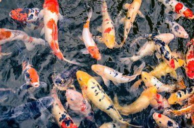 Japon koi balıkları çılgınca besleniyor.