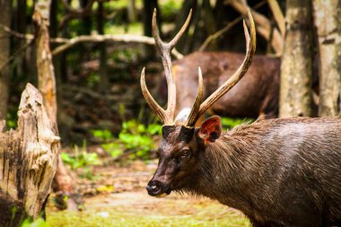 Sambar deer, native in the forest of Cambodia but now considered endangered due to habitat loss clipart