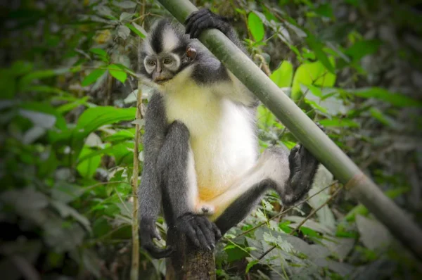 Thomas Leaf Monkey Presbytis Thomasi Une Espèce Singe Endémique Uniquement — Photo