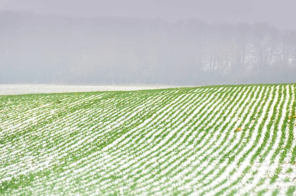 Neige Dans Les Champs Agricoles Vallée Moselle Bernkastel Kues Allemagne — Photo