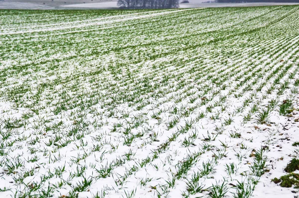 Schnee Auf Den Feldern Des Moseltals Bernkastel Kues Deutschland — Stockfoto