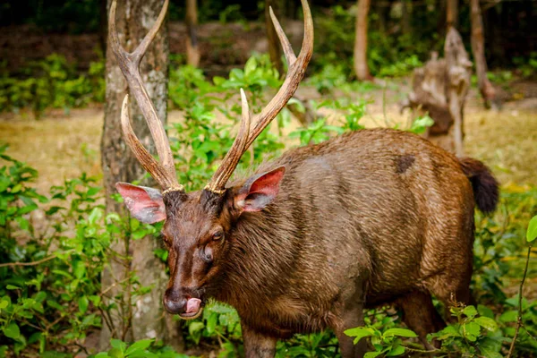 Ciervo Sambar Nativo Del Bosque Camboya Pero Considerado Peligro Extinción —  Fotos de Stock