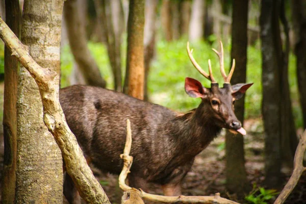Sambar Deer Macierzystego Lesie Kambodży Ale Teraz Uważane Zagrożone Powodu — Zdjęcie stockowe