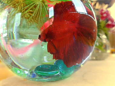 yakın - kırmızı ve beyaz balığın görüntüsü