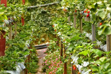Yazın taze domatesli sera